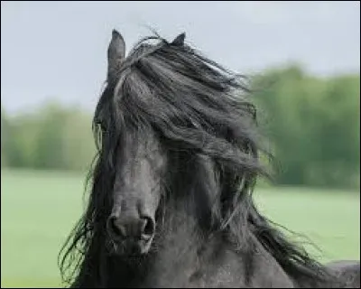 Quelle est cette race ?