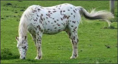 Quelle est cette race ?