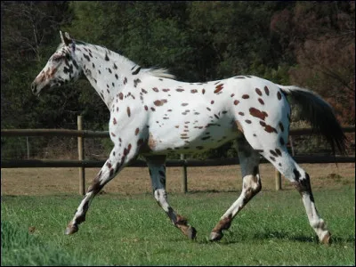 Quelle est cette race ?