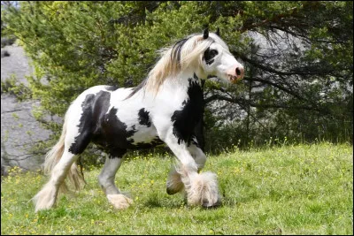 Quelle est cette race ?