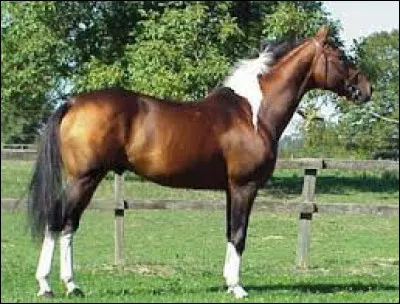 Quelle est cette race ?