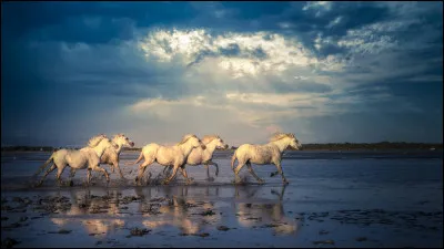 Quelle est cette race