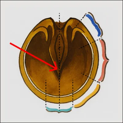 Qu'est-ce que c'est ?