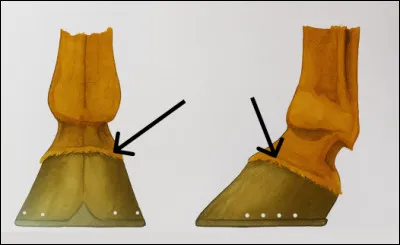 Qu'est-ce que c'est ?