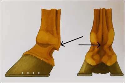 Qu'est-ce que c'est ?