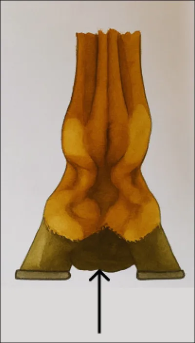 Qu'est-ce que c'est ?