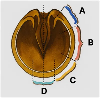 Quel est le nom de la partie C ?