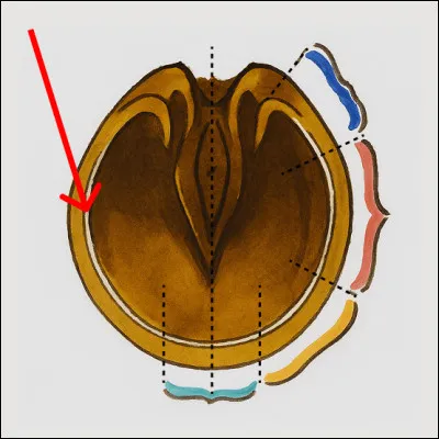 Qu'est-ce que c'est ?