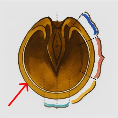 Qu'est-ce que c'est ?
