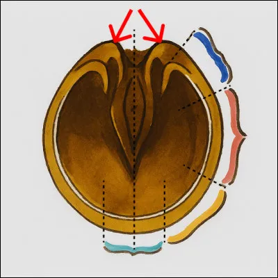 Qu'est-ce que c'est ?