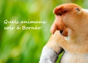 Test Quel est ton animal de compagnie ?