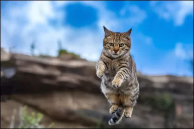 Est-ce que le mot ''obstiné(e)'' te définit ?