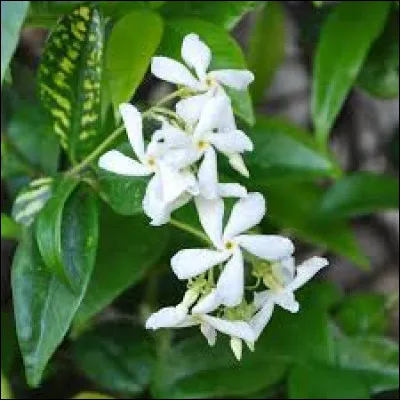 J - Cette fleur est du "jasmin étoilé".