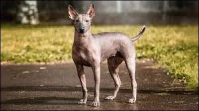 X - Le "xoloitzcuintle" est une race de chien.