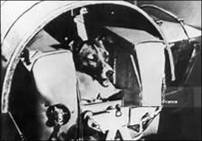 Quel est le nom de cette chienne, premier être vivant mit en orbite autour de la terre par l'URSS en 1957 ?