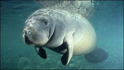 Quel est le nom de ce mammifère aquatique herbivore avec un large mufle ?
