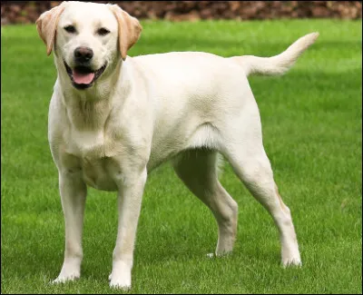 Quel est le nom du chien originaire du Canada, docile, joueur, bon chien de compagnie et bon guide d'aveugle ?