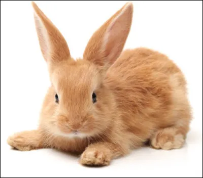 Quel est le nom du petit lapin ?