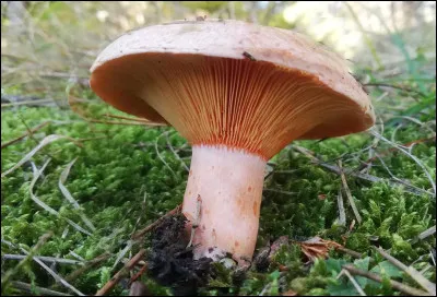 Quel est le nom de ce champignon comestible qui extrude du lait de ses lames ?