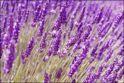 Quel est le nom de cette plante hybride issue de la lavande vivace et de la lavande aspic ?