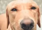Quiz Le quiz le plus simple au monde sur les chiens !
