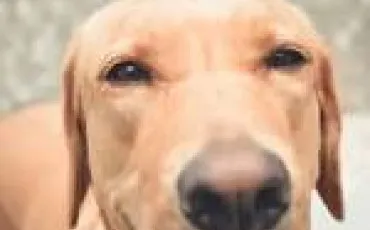 Quiz Chiens