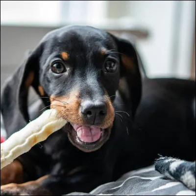 Le chien est-il un animal domestique ou sauvage ?