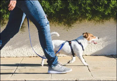 Avec quoi peut-on promener son chien ?