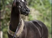 Quiz Connais-tu les races de chevaux ?