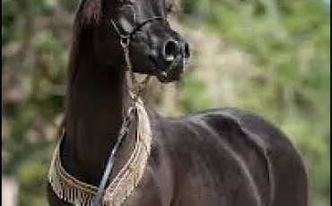 Quiz Chevaux