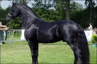 De quelle race est ce cheval ?