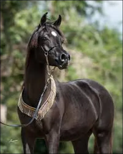 Quelle est cette race de chevaux ?