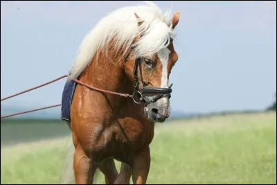 Quelle est la race de ce poney ?