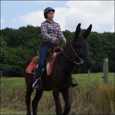 De quelle race est cet âne ?