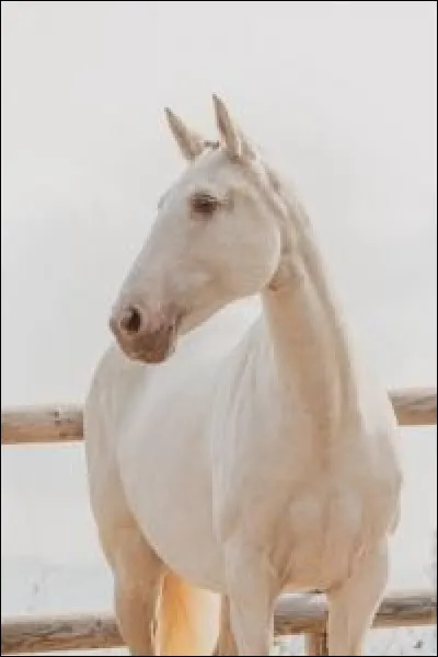 De quelle race est ce cheval ?