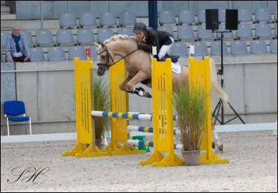 De quelle race est ce cheval ?