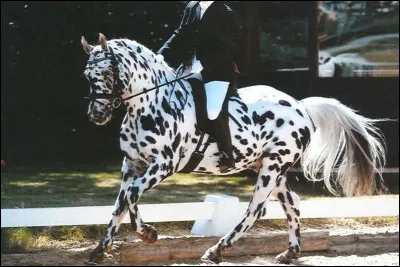 De quelle race est ce cheval ?