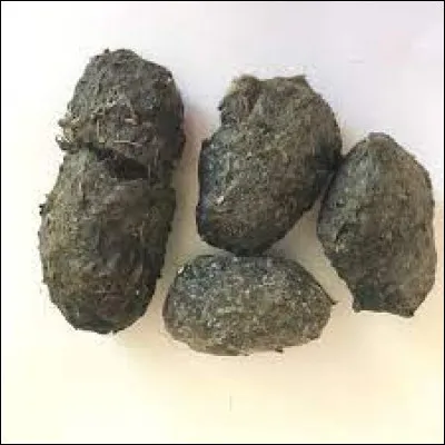 Quel est le nom des boulettes de régurgitation du hibou ?