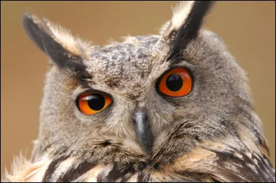 Le hibou a combien de paupières ? (Ne vous fiez pas à l'image)