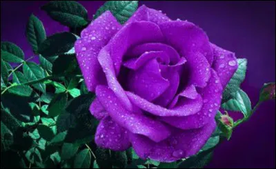 Quelle est ta qualité ?