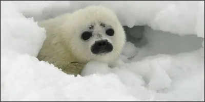 Quelle célébrité a pris la pose avec un bébé phoque sur la banquise canadienne, en 1977, et a engagé sa lutte contre la chasse aux phoques ?