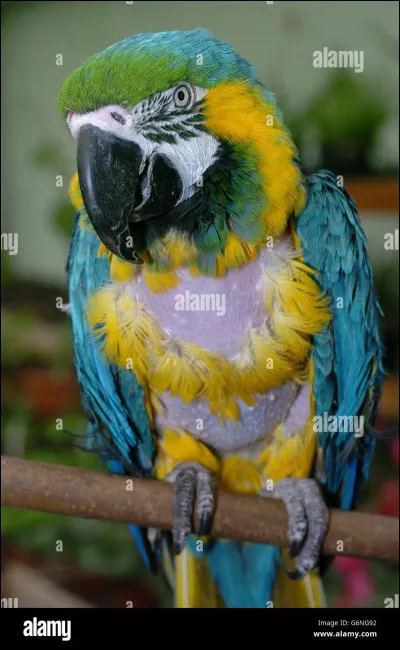 Comment s'appelait le perroquet de Winston Churchill qui insultait Adolf Hitler ?