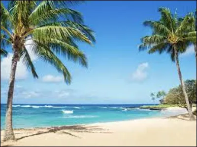 Quel animal pond ses ufs sur les plages tropicales ?