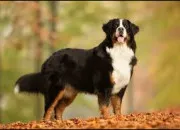 Quiz 13 races de grands chiens  trouver !