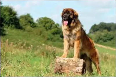 Comment se nomme la race de grand chien qui est originaire d'Allemagne ?
