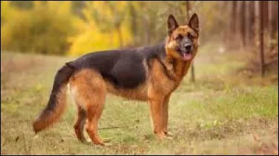 Quel est le nom de la race de ce grand chien souvent utilisé comme chien policier ?