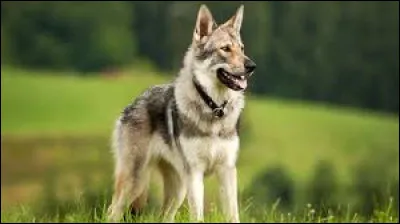 Comment se nomme la race de grand chien qui est issu d'un croisement avec un loup ?