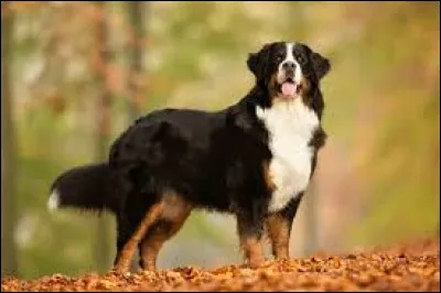 Quel est le nom de la race de ce grand chien aux poils longs ?