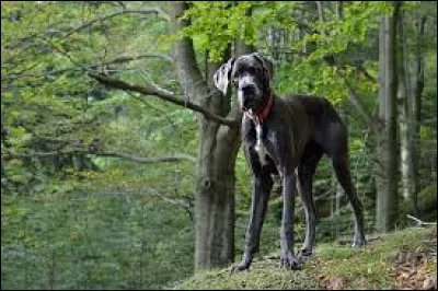 Comment se nomme la race de grand chien aux poils courts ?