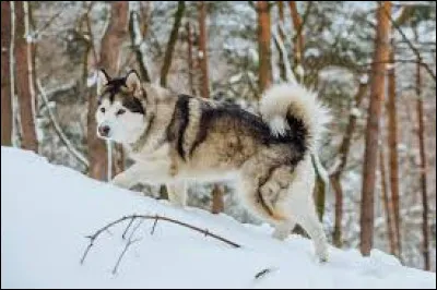 Quel est le nom de la race de grand chien qui a besoin de beaucoup se dépenser ?